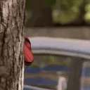SpideySpy