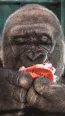 monkeypomegranate