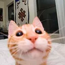 goodcat