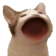 popCat Discord emoji