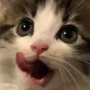 YummyCat YummyCat