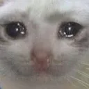 sadcat