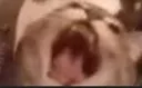 catgoesmeow