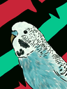 DrawedBudgie Discord emoji