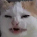 wut