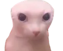 bingusstink bingusstink