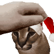 pet_the_caracal