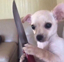killerchihuahua Discord emoji