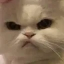 Mad Cat Mad_Cat Discord Emoji