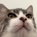 yamcat Discord Emoji