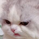 cat_mad Discord emoji