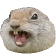 squirrelRAGE