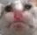 sourcat sourcat