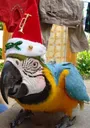 ChristmasParrot