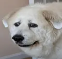 doggo_sadeg Discord Emoji