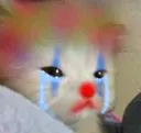 cattocrying