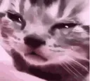 Crycat crycat Discord Emoji