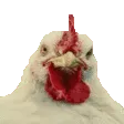 chickenJam