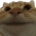 Catyes CatYes Discord Emoji