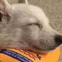 sleepy_pup sleepy_pup