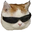 ezCat