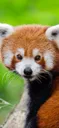 Redpanda redpanda Discord Emoji