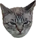 5848_madcat Discord Emoji