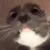 bruhcat bruhcat