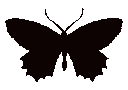 blackbutterfly3