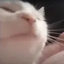 Cat2 cat2 Discord Emoji