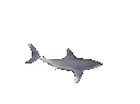 sharkspin Discord emoji