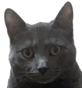 concerncat