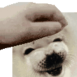 PetTheSchmuggins
