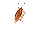 roach