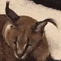 flopyawn