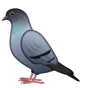 pigeon pigeon