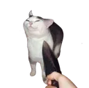 knifecat