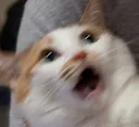 naniii naniii