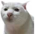 CULT_cringe Discord emoji
