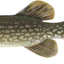 pike02