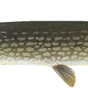 pike03