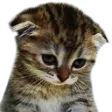 sadge