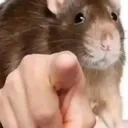rat_you