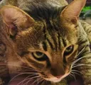 tomtomcat_stare