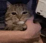 SC2crybaby