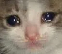 cat_1