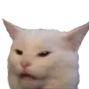 cat_confused