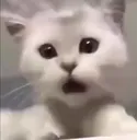ShockedCat