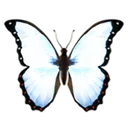 white_butterfly