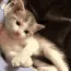 CatFootwave